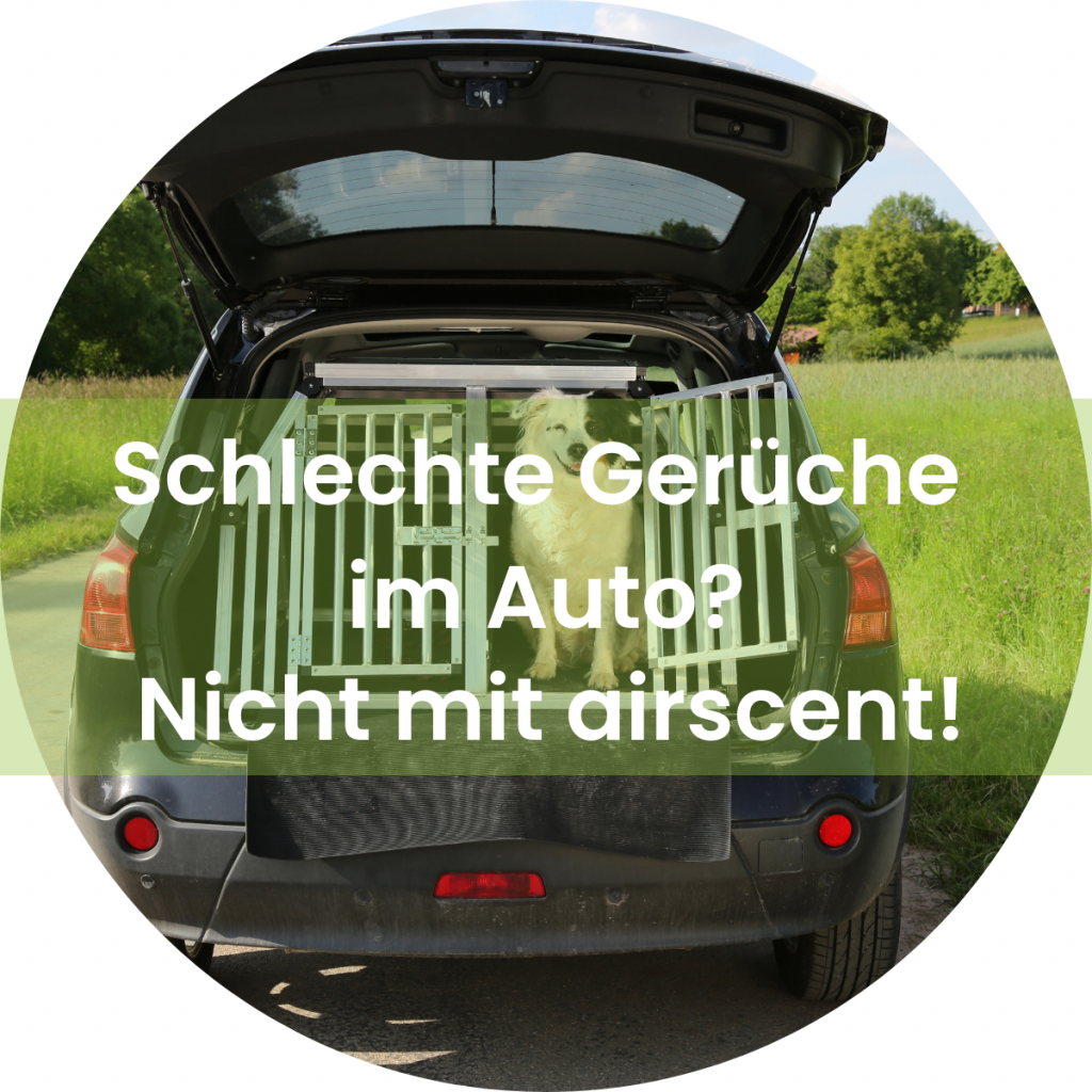 Tier, Hund, Rauch, schlechte Gerüche im Auto entfernen